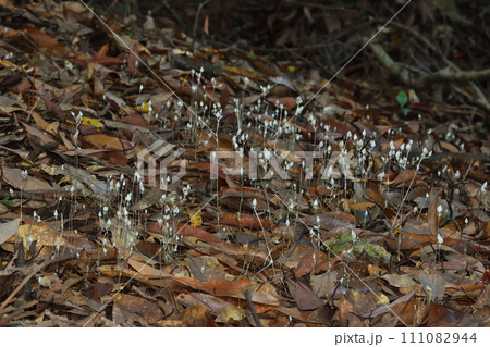 キリシマシャクジョウ 111082944