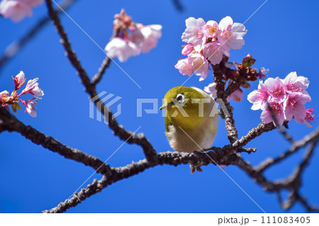 日本一早咲きの熱海桜とメジロ2 111083405