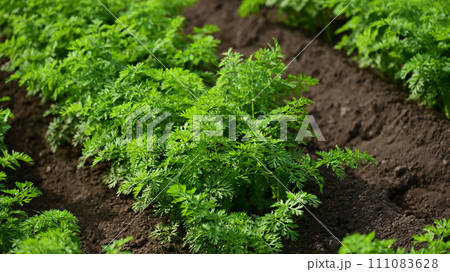 にんじん畑(Carrot field) にんじん畑(Carrot field) 111083628