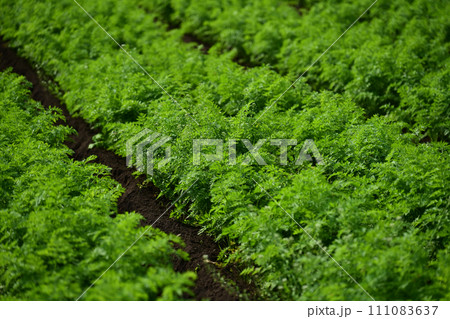 にんじん畑（Carrot field） 111083637