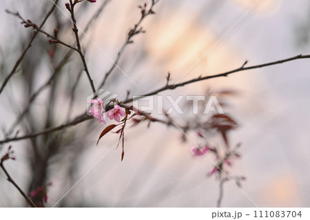 Pink Wild Himalayan Cherry Blossom branches against sky at sunrise in winter 111083704