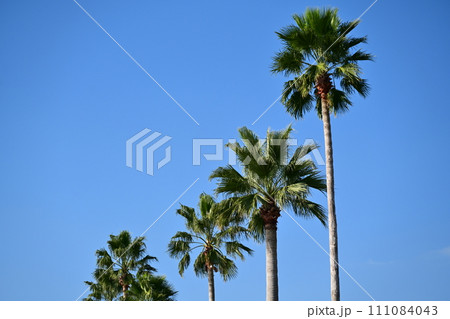 Summer (夏イメージ：ヤシの木) 111084043