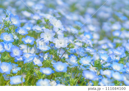 淡いブルーのネモフィラの花畑 111084100
