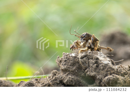 Mole cricket (Gryllotalpa gryllotalpa) in close up Mole cricket (Gryllotalpa gryllotalpa) in close up 111084232