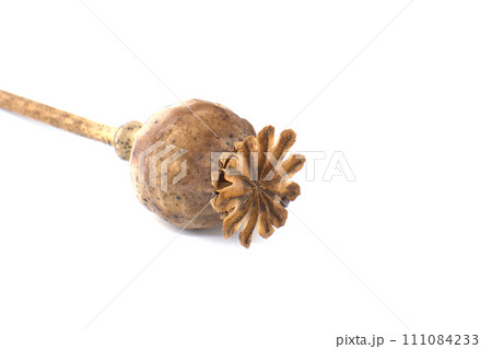 Dried poppy seed pod over white background Dried poppy seed pod over white background 111084233