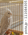 オカメインコ 111084305