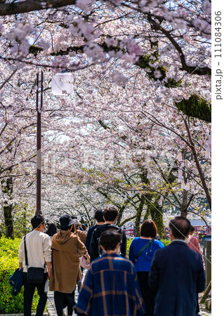 【神奈川県】満開の桜が綺麗な小田原城のお堀端通り 111084306