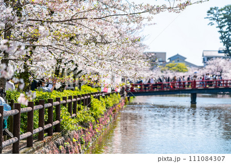 【神奈川県】小田原城のお堀沿いに咲く満開の桜 【神奈川県】小田原城のお堀沿いに咲く満開の桜 111084307