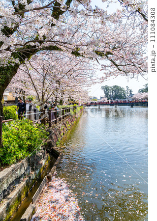 【神奈川県】小田原城のお堀沿いに咲く満開の桜 【神奈川県】小田原城のお堀沿いに咲く満開の桜 111084308