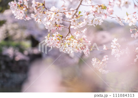 輝くように咲く綺麗な桜 111084313