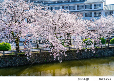 【神奈川県】小田原城のお堀沿いに咲く満開の桜 【神奈川県】小田原城のお堀沿いに咲く満開の桜 111084353
