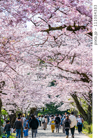 【神奈川県】小田原城に咲く満開の桜 111084383