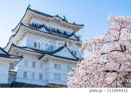 【神奈川県】小田原城の天守閣と満開の桜 【神奈川県】小田原城の天守閣と満開の桜 111084412