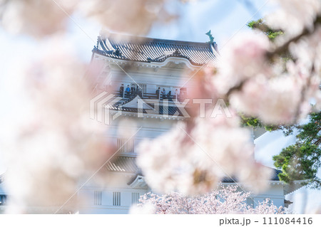 【神奈川県】満開の桜越しに見える小田原城の天守閣 【神奈川県】満開の桜越しに見える小田原城の天守閣 111084416