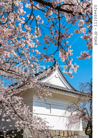 【神奈川県】小田原城址公園に咲く満開の桜 111084420