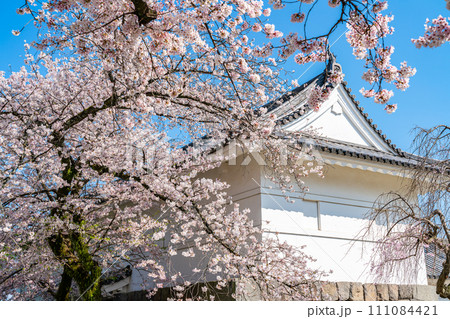 【神奈川県】小田原城址公園に咲く満開の桜 111084421