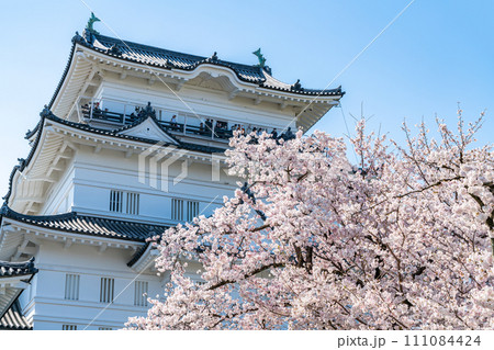 【神奈川県】小田原城の天守閣と満開の桜 111084424