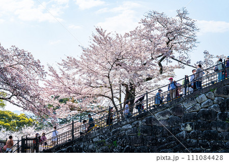 【神奈川県】小田原城址公園に咲く満開の桜 【神奈川県】小田原城址公園に咲く満開の桜 111084428