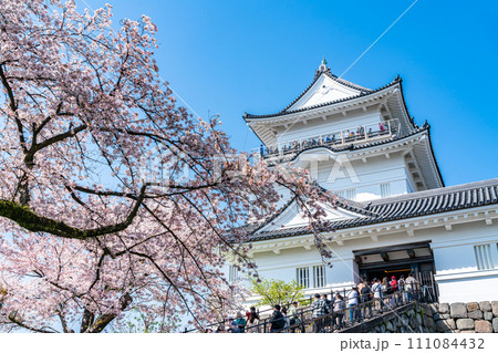 【神奈川県】小田原城の天守閣と満開の桜 【神奈川県】小田原城の天守閣と満開の桜 111084432