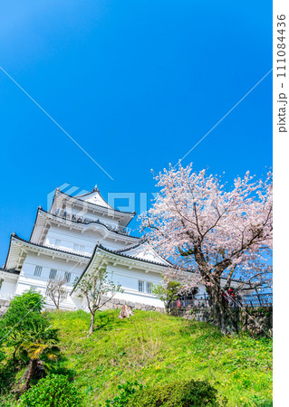 【神奈川県】小田原城の天守閣と満開の桜 111084436