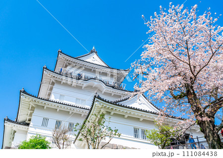 【神奈川県】小田原城の天守閣と満開の桜 111084438