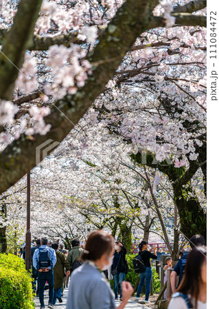 【神奈川県】満開の桜が綺麗な小田原城のお堀端通り 111084472