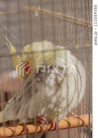 寝てるオカメインコ 111084560