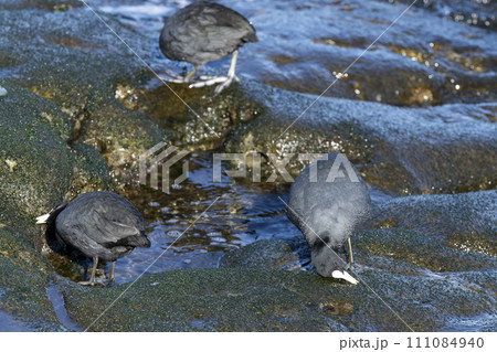 オオバン オオバン 111084940