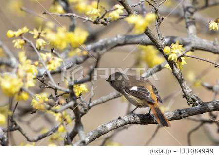 ジョウビタキ 111084949