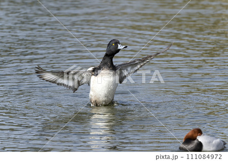 スズガモ 111084972
