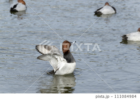 ホシハジロ 111084984