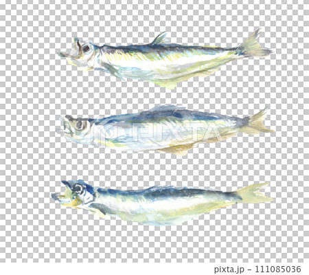 Illustration of capelin drawn in watercolor 111085036