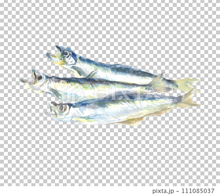 Illustration of capelin drawn in watercolor 111085037