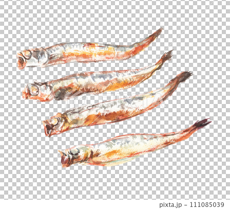 Illustration of grilled shishamo drawn in watercolor 111085039