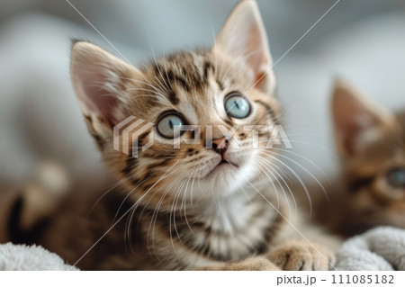 photo featuring a cute, sweet baby Bengal kitten 111085182