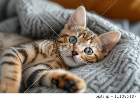photo featuring a cute, sweet baby Bengal kitten 111085187