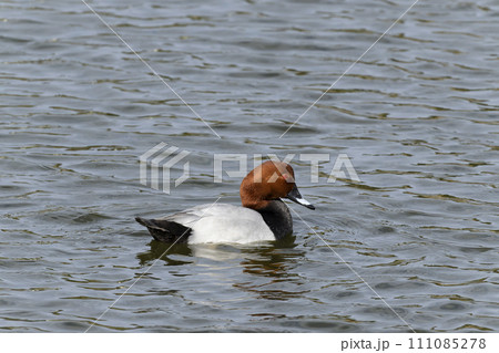 ホシハジロ ホシハジロ 111085278