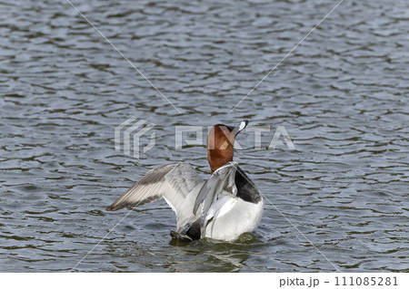 ホシハジロ ホシハジロ 111085281