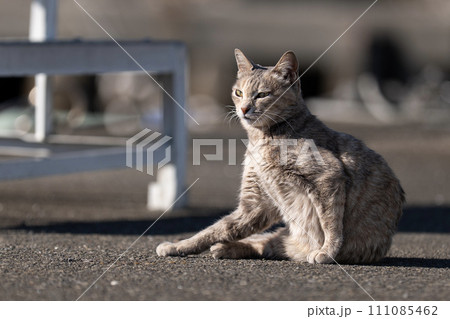 漁港の猫 111085462