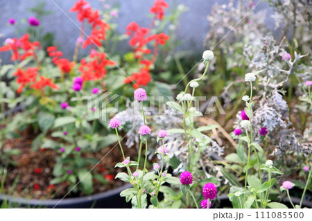 センニチコウの花 センニチコウの花 111085500