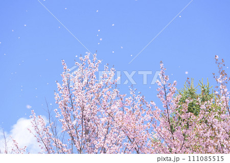 青空と桜ふぶき(動画との同時撮影) 青空と桜ふぶき(動画との同時撮影) 111085515