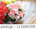 日差しとピンクと赤のベコニアの花 111085709