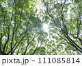 新緑の森の中で太陽の光が差し込む 111085814