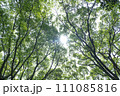 新緑の森の中で太陽の光が差し込む 111085816