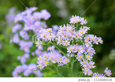 シオンの花 111086016