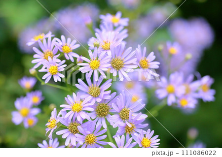 シオンの花 111086022