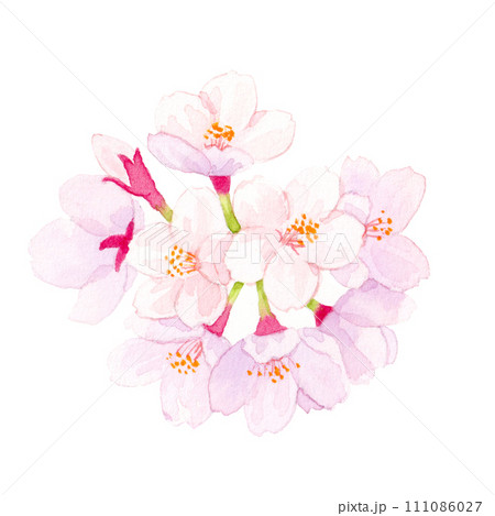 桜 水彩イラスト  桜 水彩イラスト  111086027