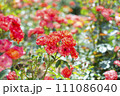 きれいな赤い薔薇 111086040