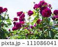 赤い薔薇 111086041