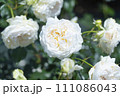 きれいな白い薔薇 111086043